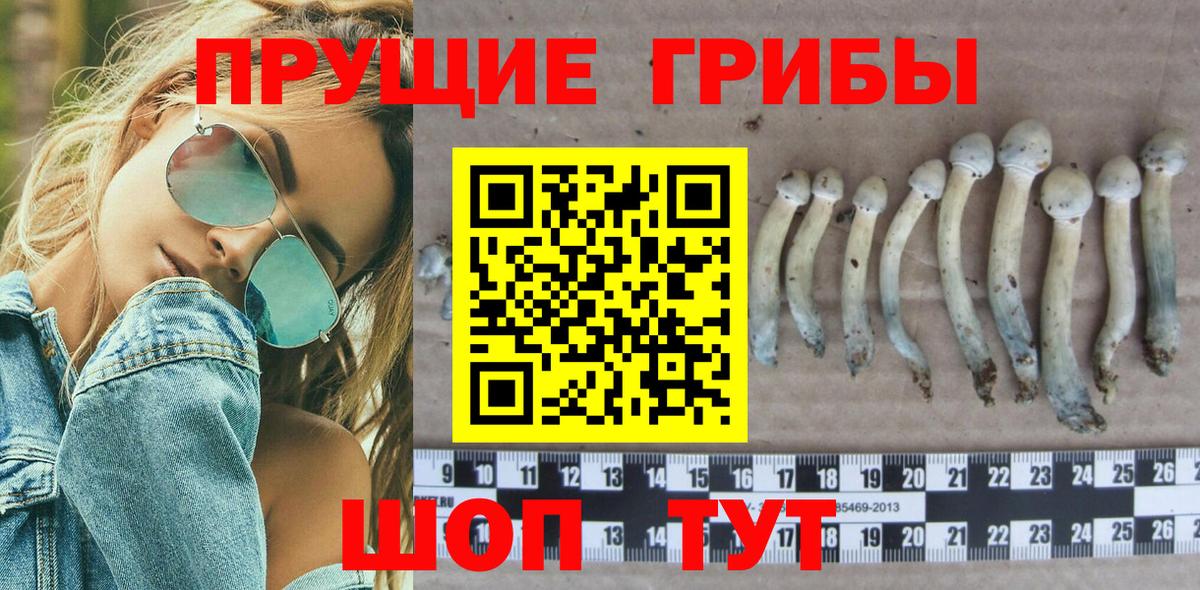 APVP Зерноград